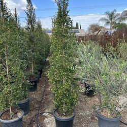Eugenia Privacy Hedge