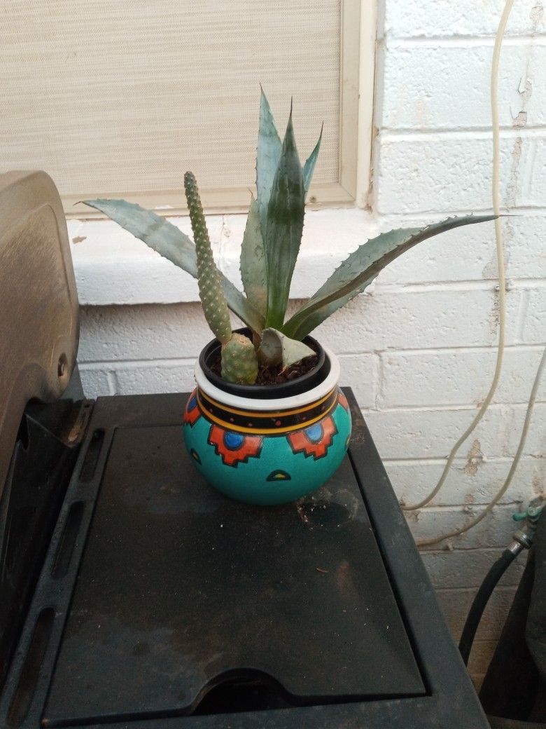 Blue Agave And Pickle Cacti With Ceramic Pot