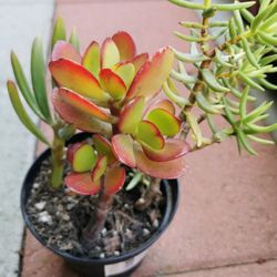 3 kinds Colorful succulents red jade Money tree blue Senecio serpens green miniature pine only 1