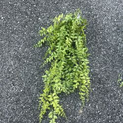 Artificial Hanging Plant 