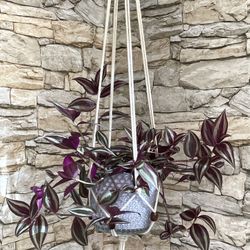 Tradescantia Zebrina Easy To Care House Plant In Beautiful 5”H Pot With Macrame.
