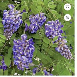 wisteria plant 3’ tall $15 each