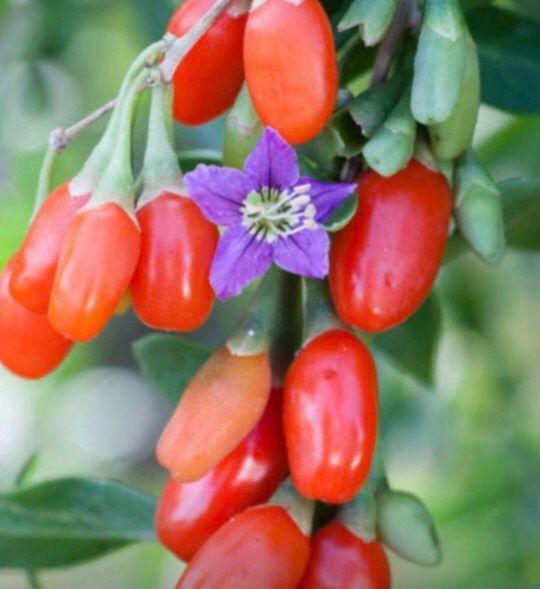 Wolfberry Berry Goji Berry Seedling Live Plant Tree (Lycium barbarum) - Lycium 1 Gallon Free Black Eyed Susan Plant