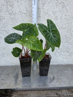 Alocasia Ivory Coast Plant