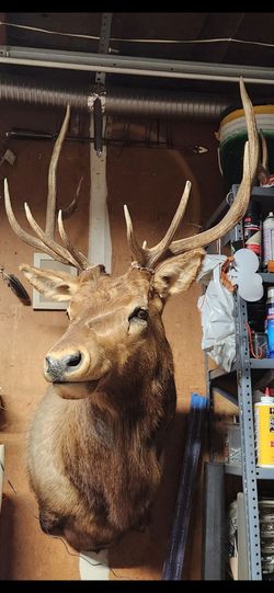 Elk mount