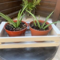 Plants With Pots And Decorative Crate, 3 Piece Set For $10