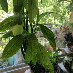 Large Broadleaf Plant