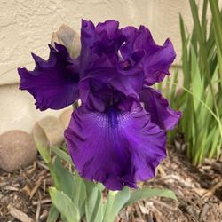 Bearded Iris ‘Superstition’ Iris Germanica Fragrant Dark Purple Flower Plant, 1 Gallon