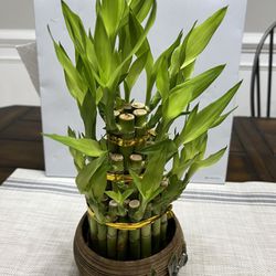 Bamboo ( Vase Included )