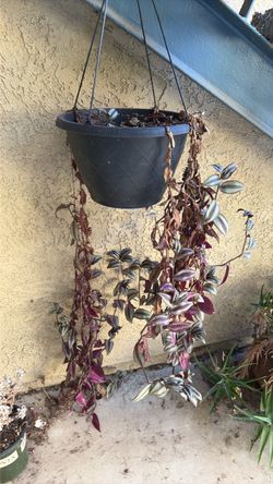 Plants