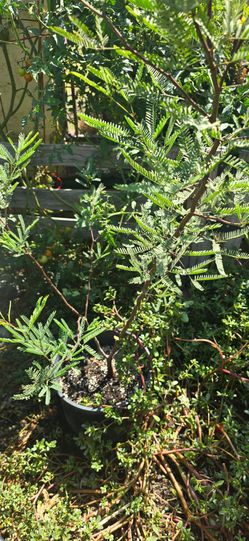 Honey mesquite tree