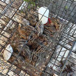 Tengo 20 Codornices Yumbo De Venta