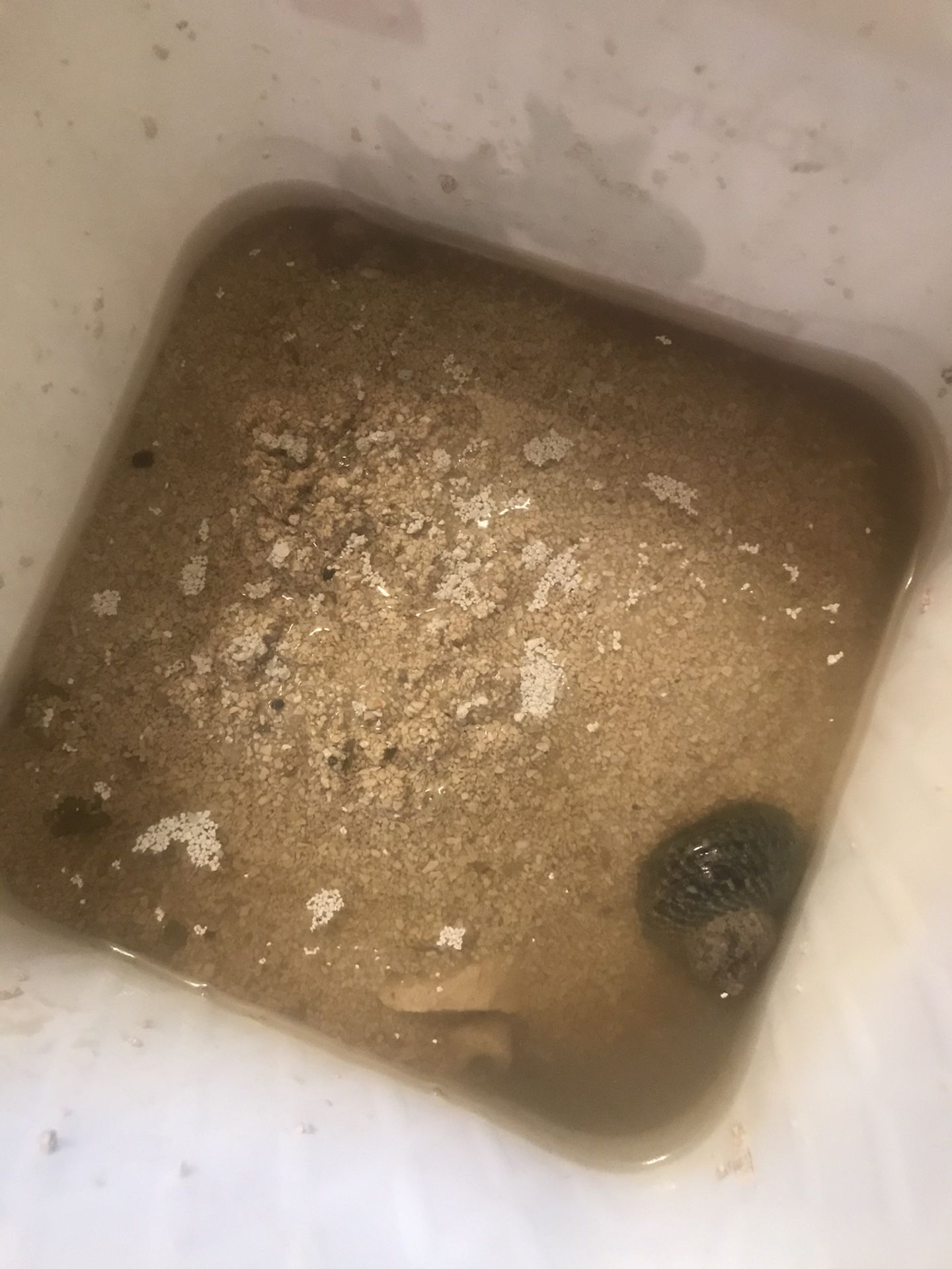 Live sand