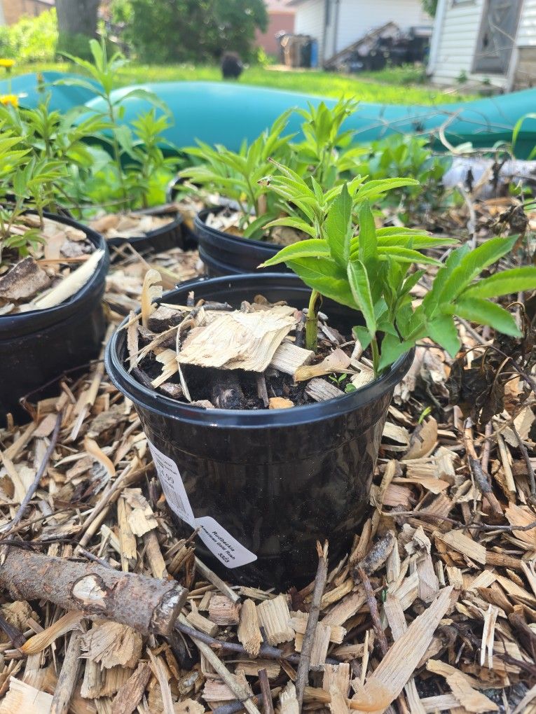 Foodbearing Perennials For Sale