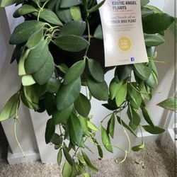 Full 6’’ Hoya dS-70 Basket Plant