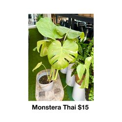 Plants (6”pot🌿Monstera Thai )