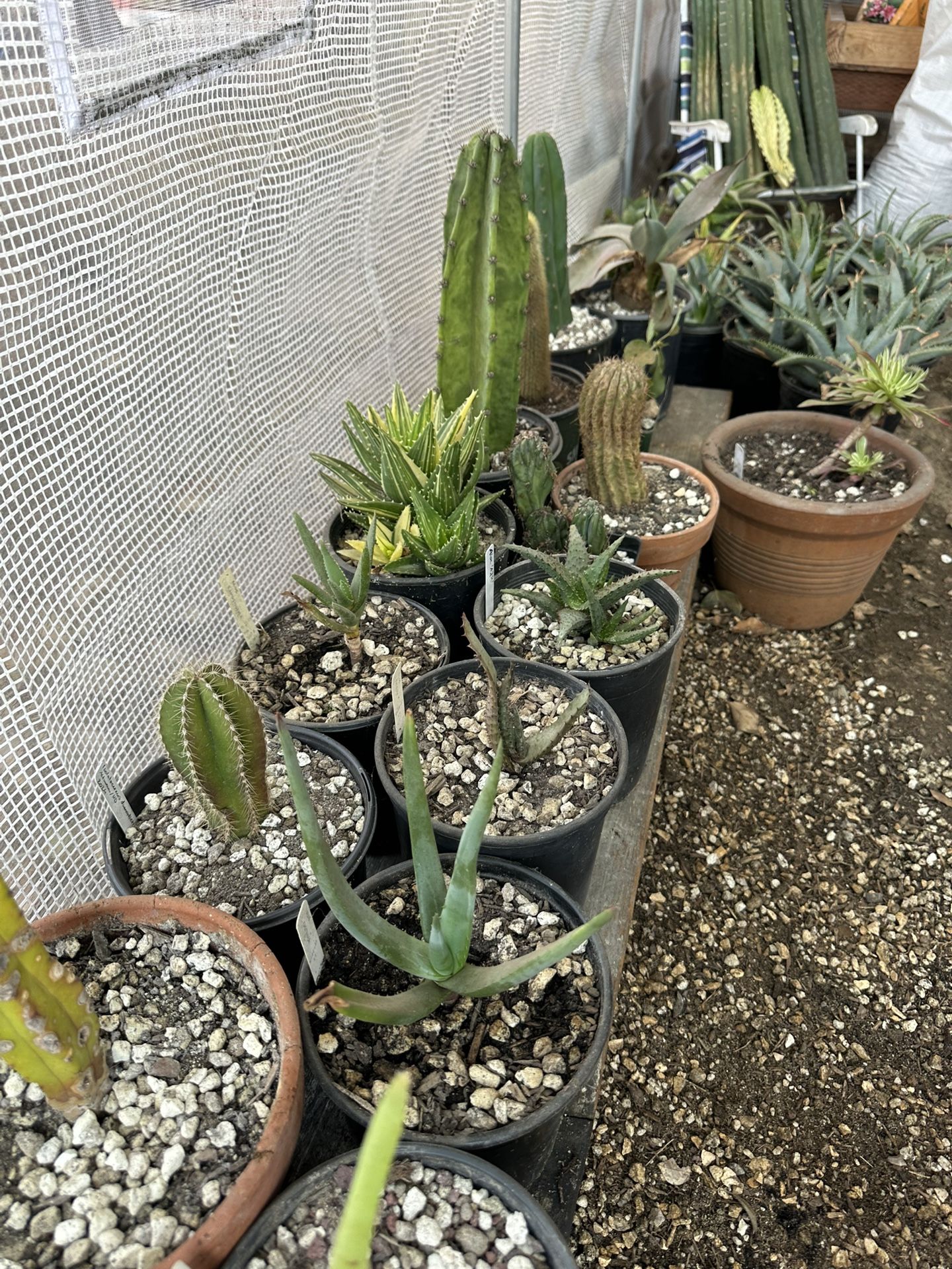 Succulents And Cacti - Buy Or Trade