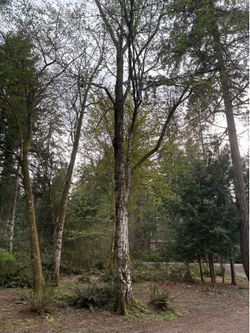 Alder firewood by the truckload delivered $200/truck