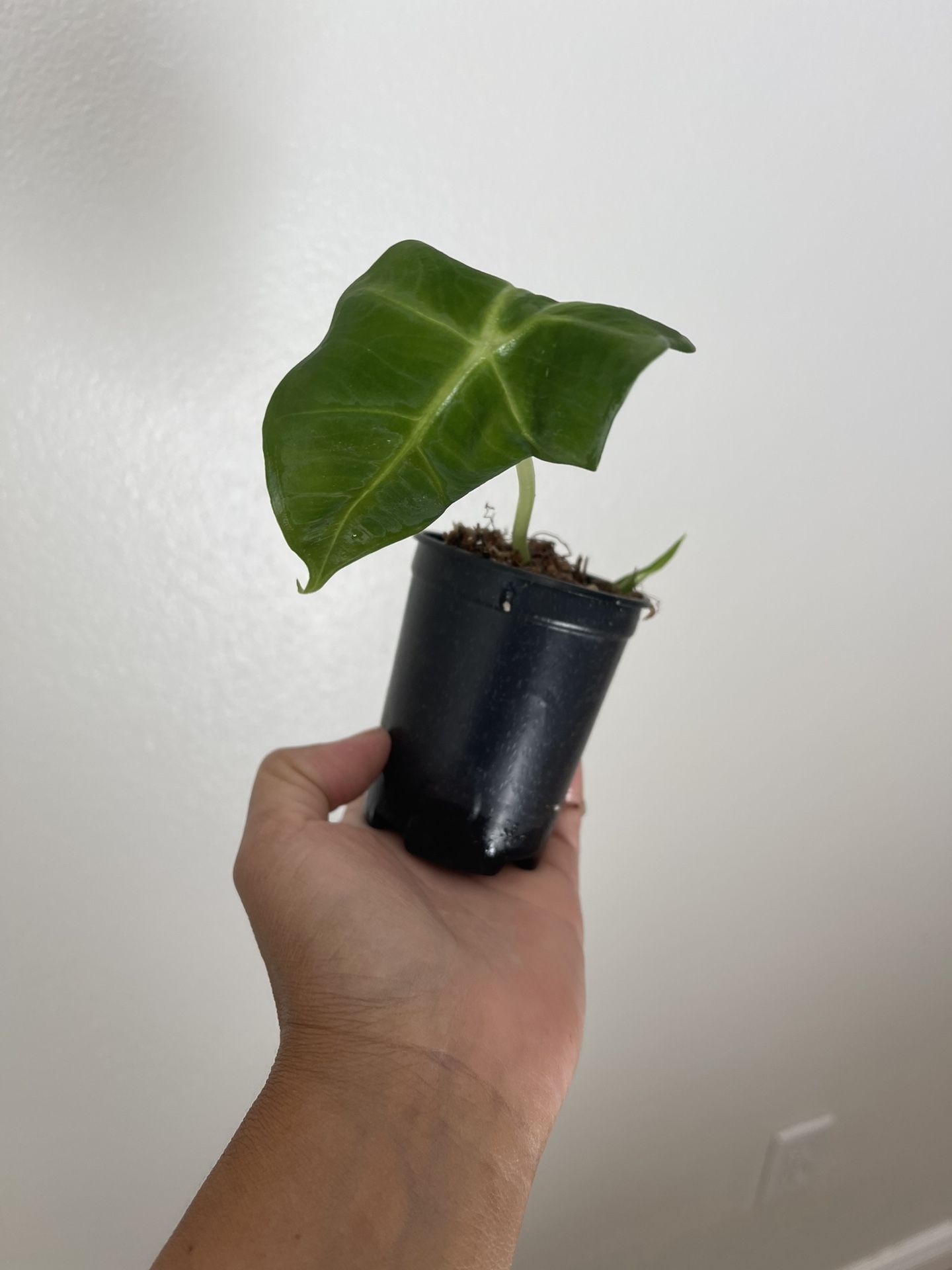 3” Alocasia Frederick Starter