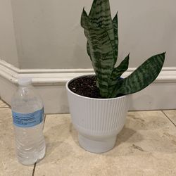 Sansaveria Robusta Plant 