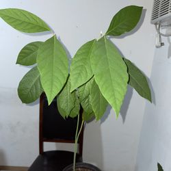 Haas Avocado Plants