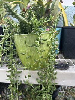 Una Planta Suculenta 