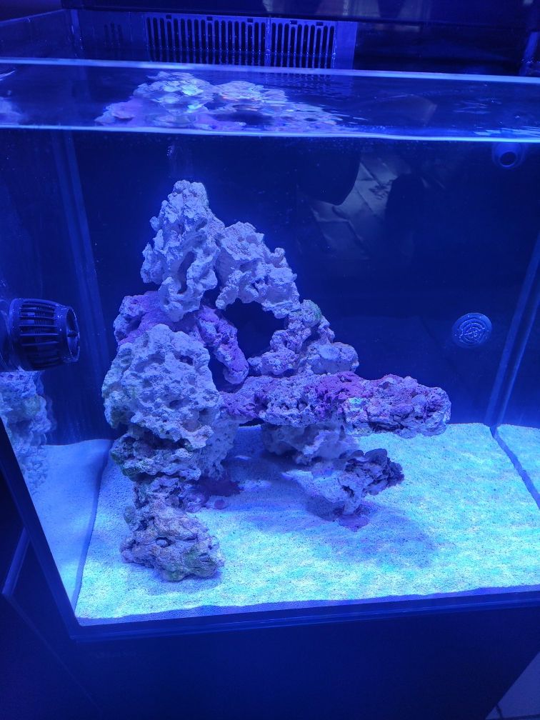 Red sea max e170 reef aquarium Red sea max e170 reef aquarium Red sea max e170 reef aquarium Red sea max e170 reef aquarium ( fish tank )