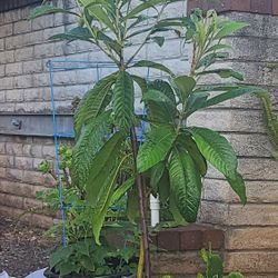 Organic Loquat Plant $95.00