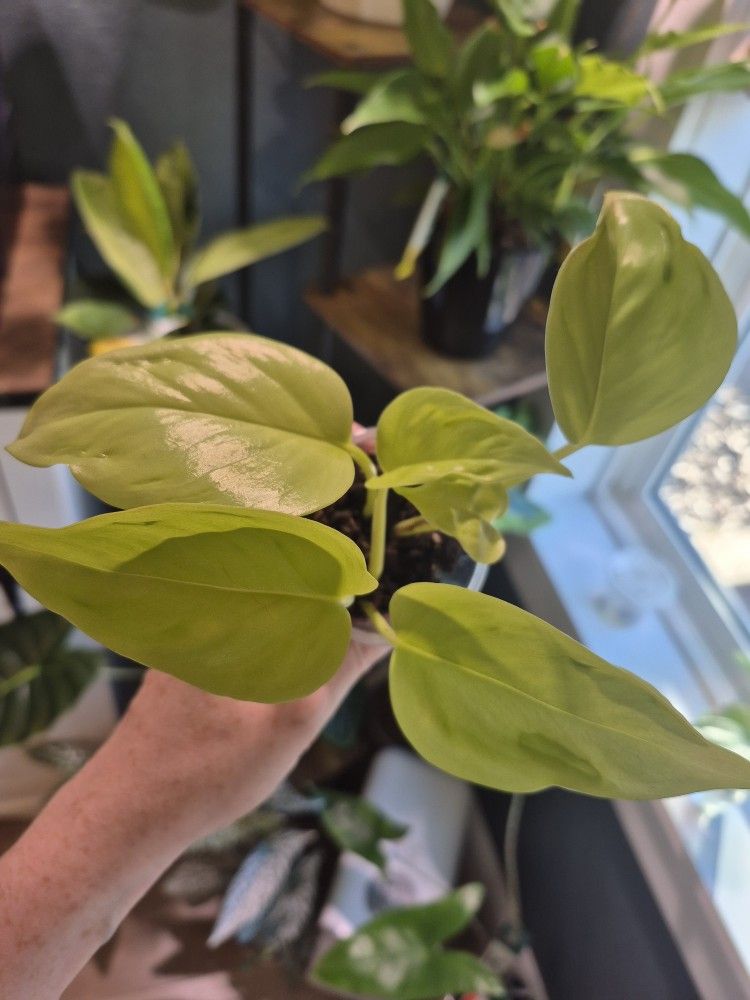 Champs Elysees Pothos