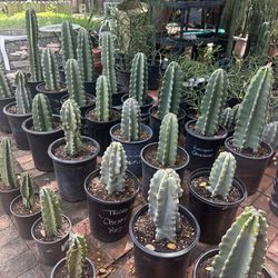 Plant Sale In Fallbrook! Cactus, Succulents, Dragon Fruit And More!