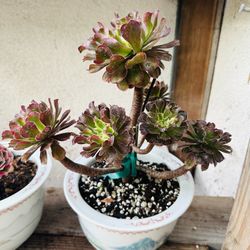 Aeonium 'Zwartkop'  Sen Đá Hàng Quắc 