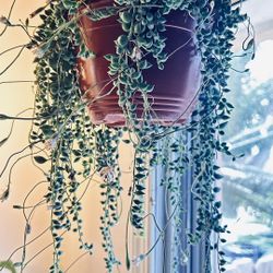 String Succulents Cuttings 