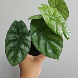 4" Alocasia 'Quilted Dreams'