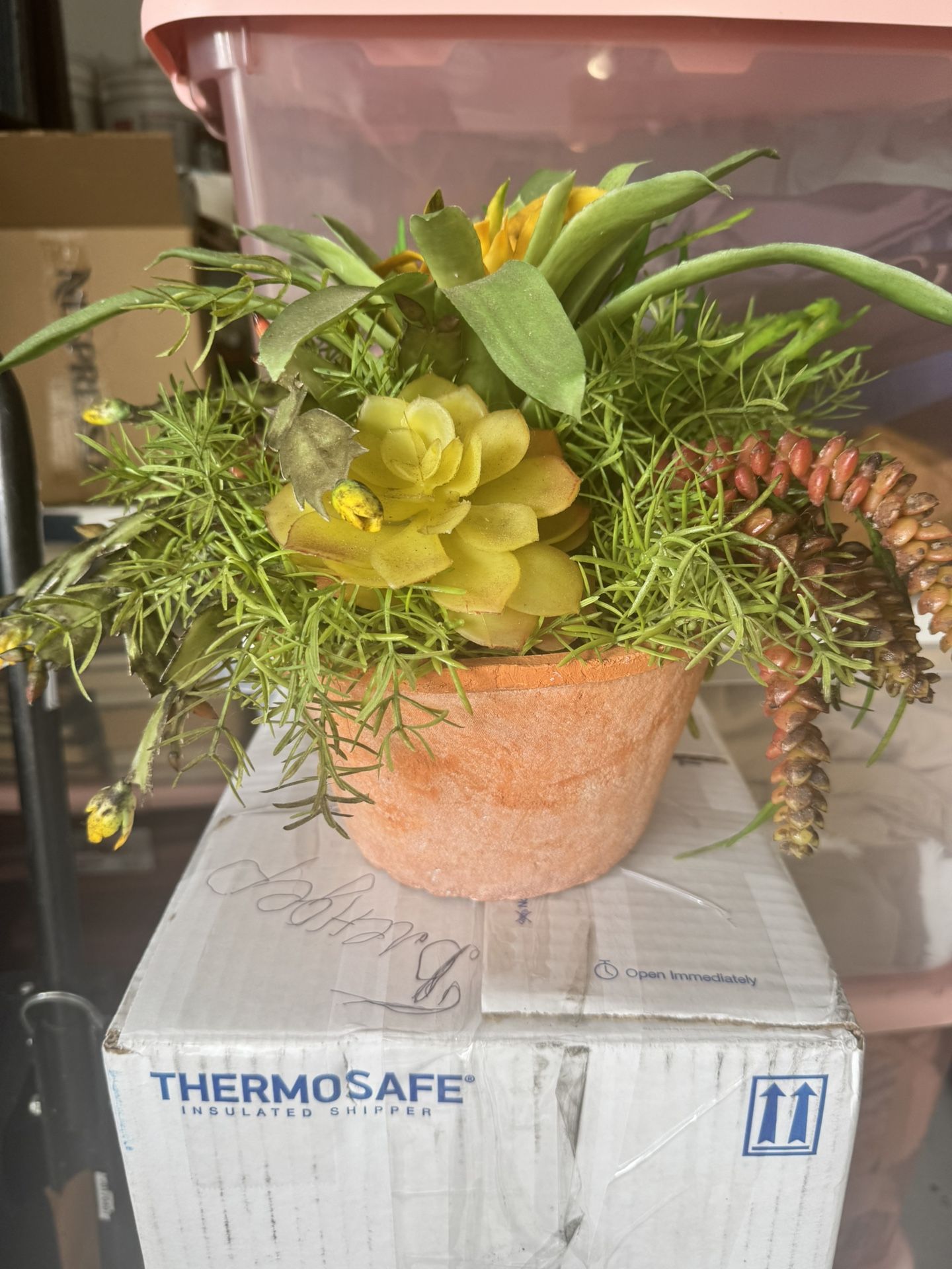 Plastic Succulent Plant