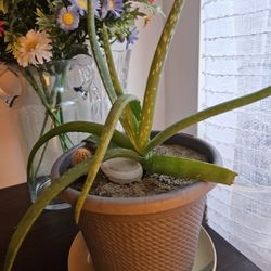 Aloe Vera, Inside, $10 Each 