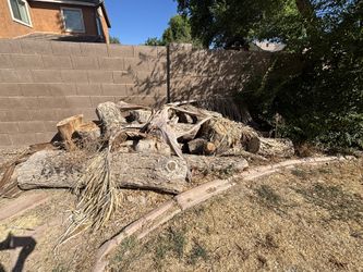 Free Sisso Tree Wood