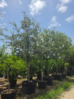 liveoak tree