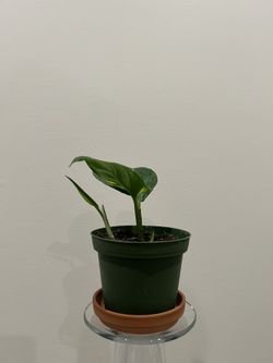 baby pothos plant