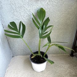 Rhaphidophara   Decursiva - Dragon Tail  Plant 