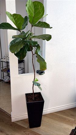 Real fig plant.