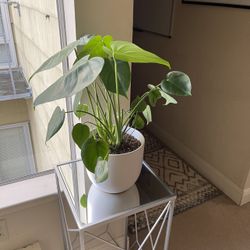 MONSTERA PLANT AND POT (FROM THE SILL)