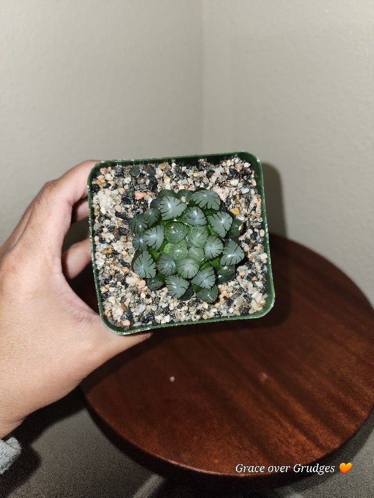 Haworthia Cooperi/ Alien Egg