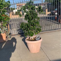Ficus Tree