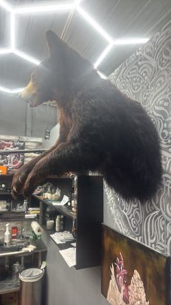 Black Bear Taxidermy Mount