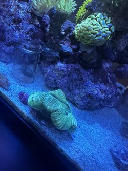 Green Trachy