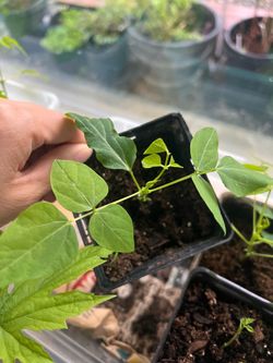 Wing bean plant