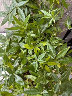 Small Money Tree Plant