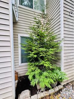 Arborvitae Plant