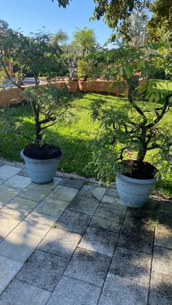 Tamarind tree