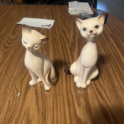 Pair Of Loving Siamese Cat